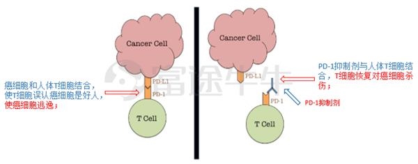 百济神州PD-1与诺华合作 将开启全球商业化进程