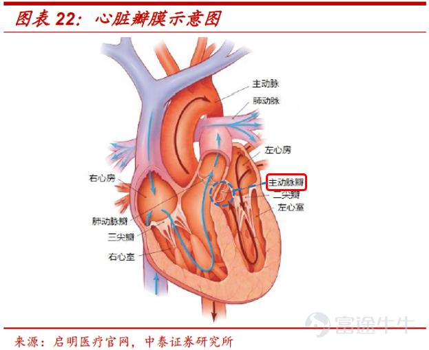“微创系”心脏瓣膜巨头微创心通赴港上市 估值区间在哪？
