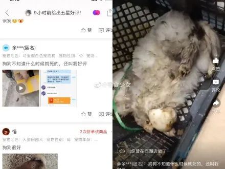太恶劣!“宠物盲盒”爆卖 小猫小狗竟被塞货箱、活活憋死!中通快递回应
