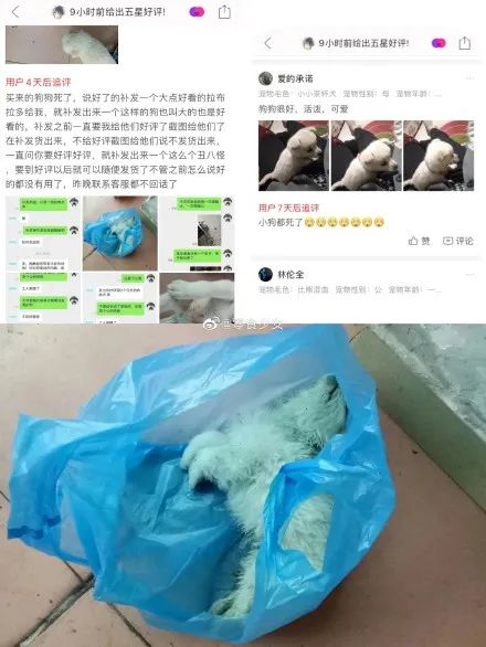 太恶劣!“宠物盲盒”爆卖 小猫小狗竟被塞货箱、活活憋死!中通快递回应