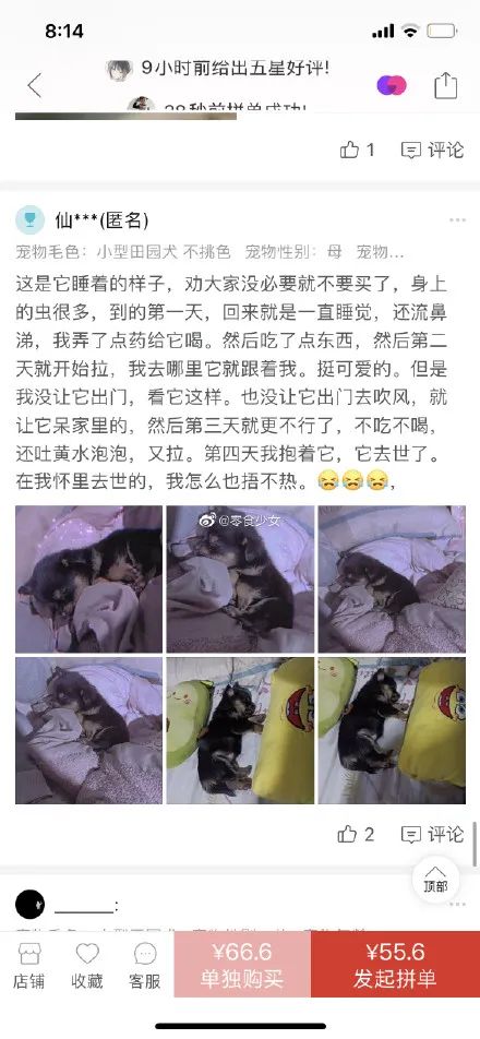 太恶劣!“宠物盲盒”爆卖 小猫小狗竟被塞货箱、活活憋死!中通快递回应