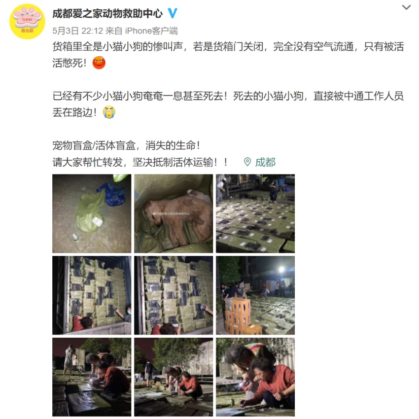 太恶劣!“宠物盲盒”爆卖 小猫小狗竟被塞货箱、活活憋死!中通快递回应