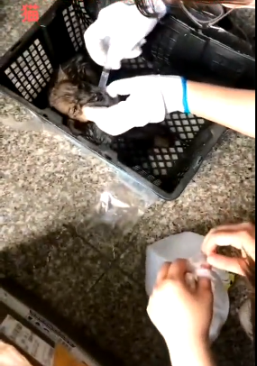 又是中通!快递站发现宠物盲盒13件 动物已死亡